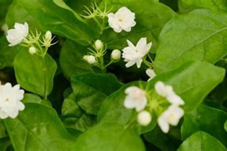 茉莉开花时可以施肥吗