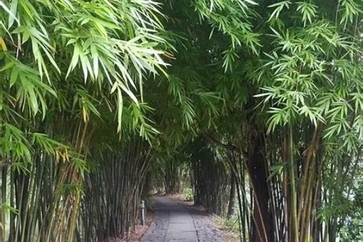 辣椒施肥的正确方法施肥过多如何处理