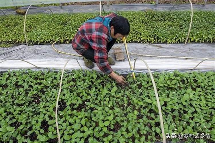 生根剂的使用方法