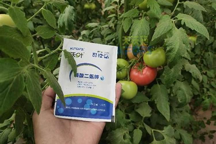 菌剂和菌肥的区别