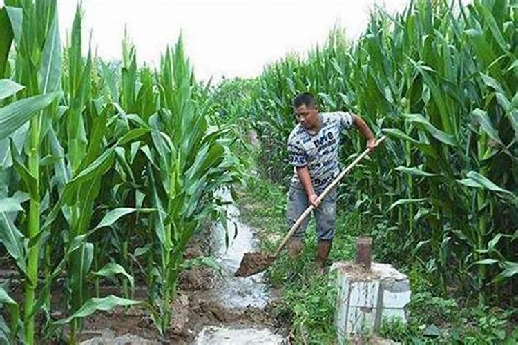 哪些食物含钾量最高