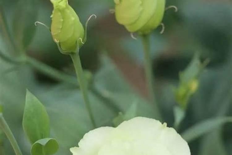 袁隆平团队为什么要在柴达木盐碱地计划试种海水稻？