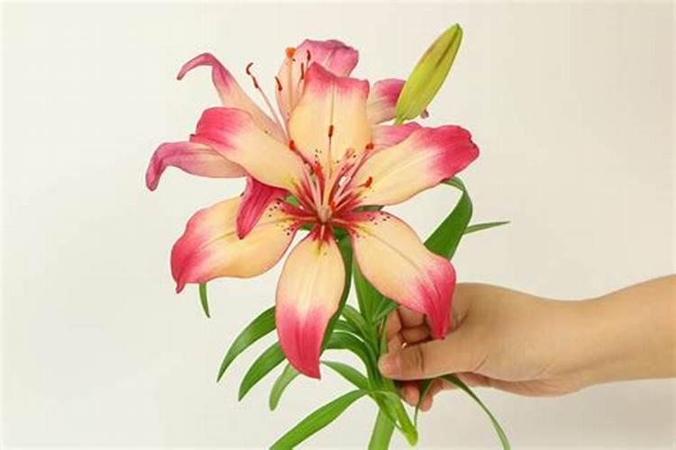 黄腐酸和腐殖酸哪个好