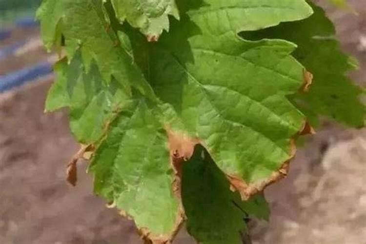 江苏蓝鹏肥业有限公司怎么样？