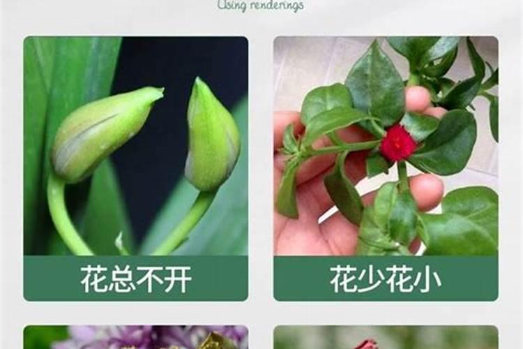 什么叫根外施肥？方法如何