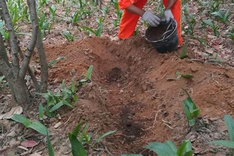 草莓得了炭疽病用什么药最好