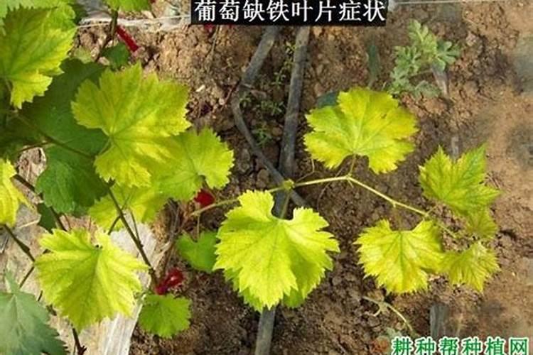 葡萄树的田间肥料试验有哪些方案？