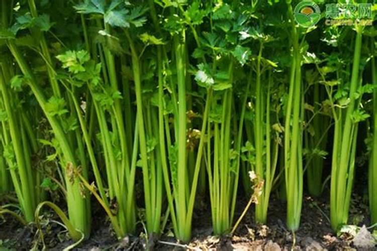 芸苔内酯适合打什么蔬菜