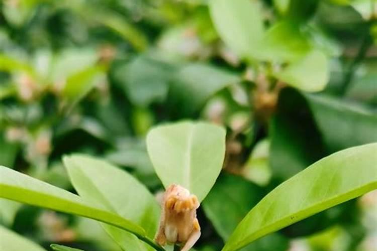 果树用硫酸钾与氯化钾哪个好