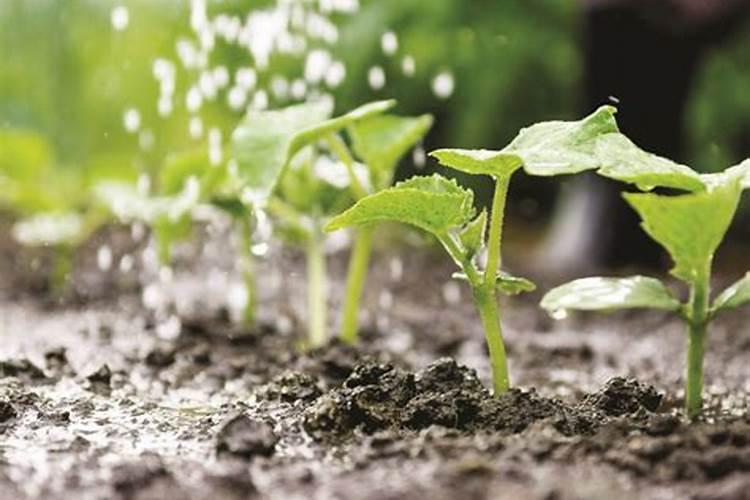 玉米施肥是雨前效果好还是雨后效果好？为什么？