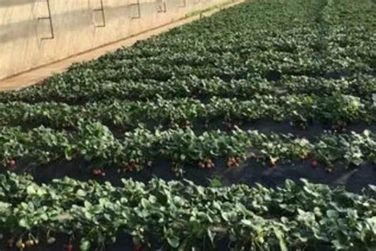 大棚草莓施肥方案,什么时候施肥