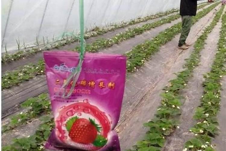 大棚草莓如何施肥才能高产