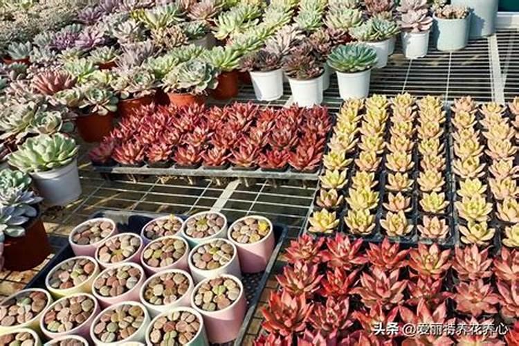 火龙果怎么施肥比较好 以勤施薄肥为原则