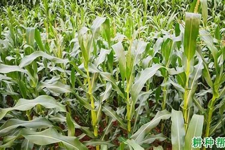 百合竹叶子有斑点怎么办