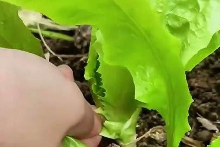 桉树施肥的正确方法