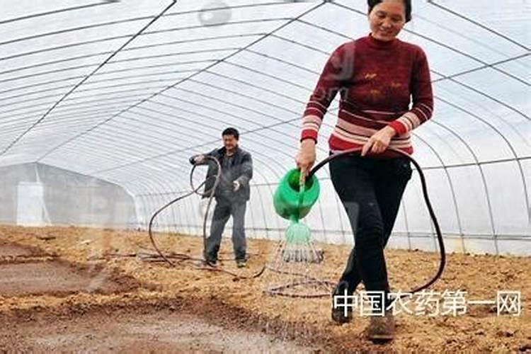 干贡菜用凉水还是开水泡 干贡菜用什么水泡