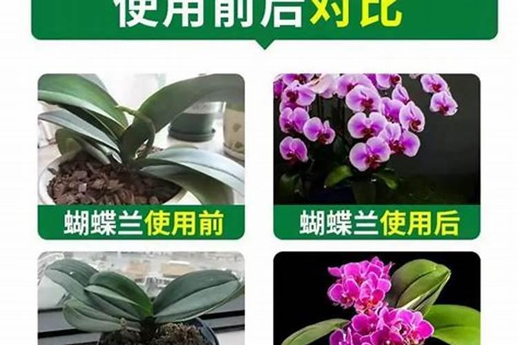 杨梅施什么肥料好