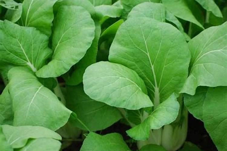 立秋后多长时间种草莓最好