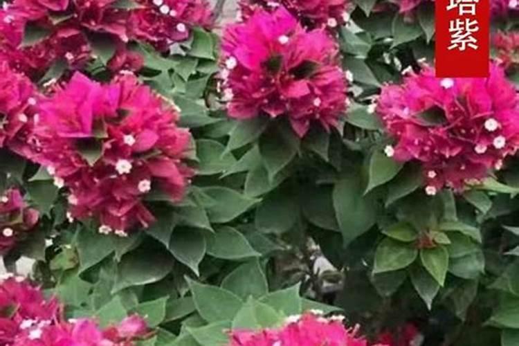 三角梅发芽后施什么肥