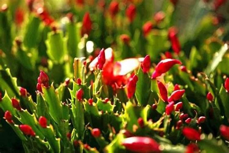 蟹爪兰怎样施肥最好