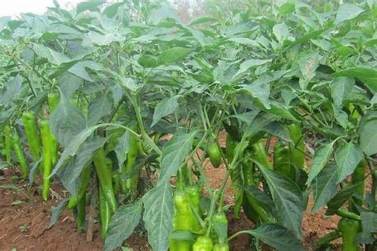 辣椒施肥方法如下