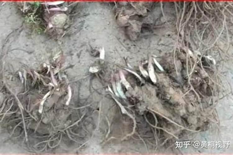 农博金草苍术种植幼苗出芽后多久需要施肥一次？