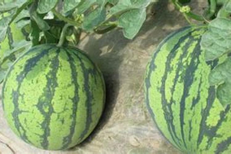 金枝玉叶喜肥吗 喜欢施什么肥料