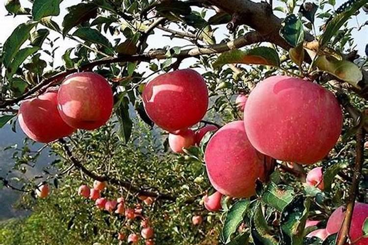 高磷水溶肥什么时候用？