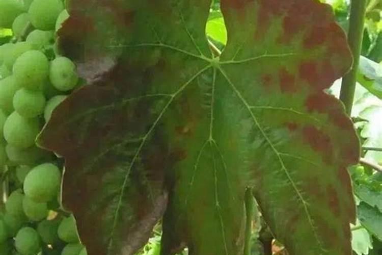 怎样给红掌下肥施什么肥能开花？