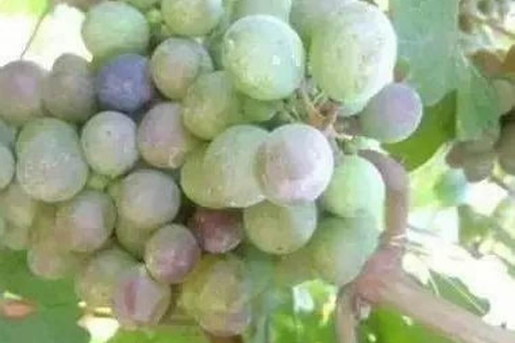 100斤二铵含多少氮