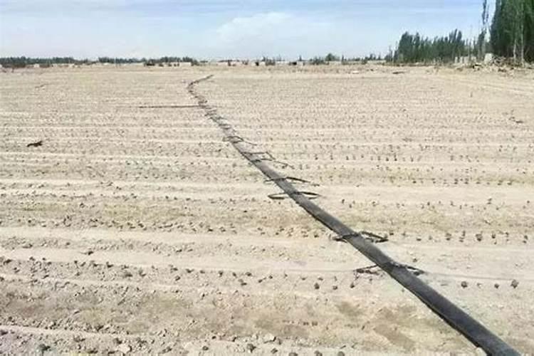 葡萄管理技术重点方法