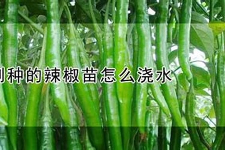 辣椒苗怎样浇水和施肥 方法是什么