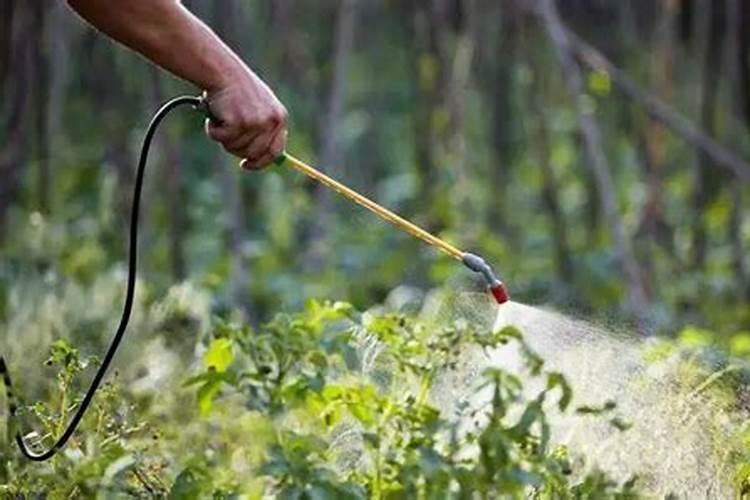 作物使用鱼蛋白肥会有什么效果？