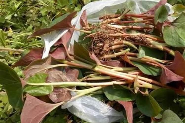 请问火龙果开花后是否要施肥多久才施一次肥