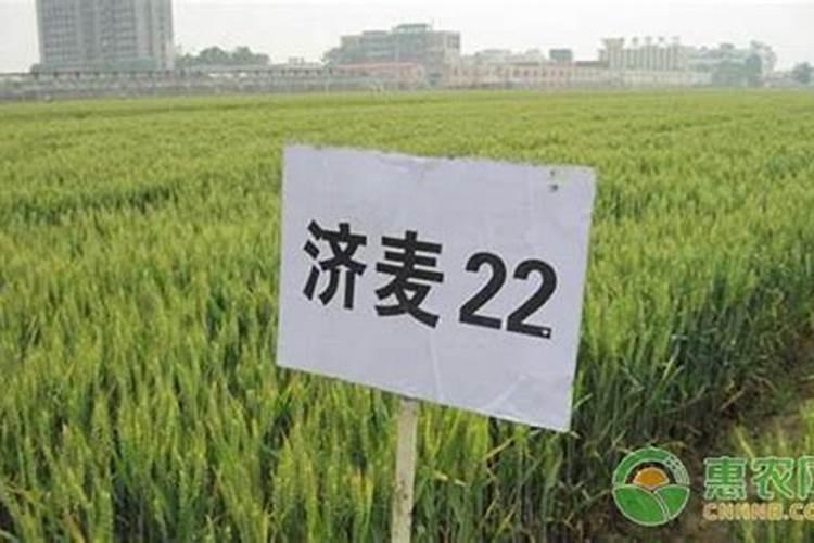 种小麦用二铵好吗？