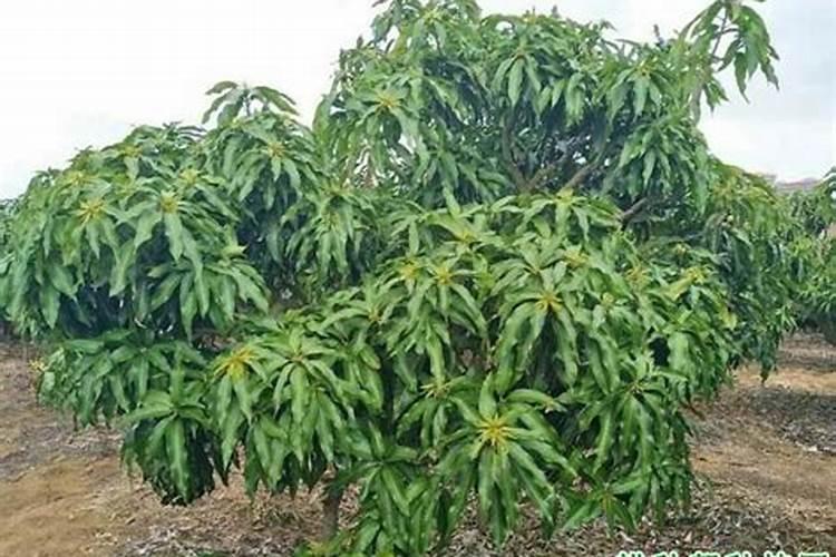 新栽柑橘幼苗怎么施肥 新栽柑橘幼苗如何施肥