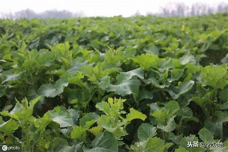 棉花僵苗的发生原因 解决方法简介