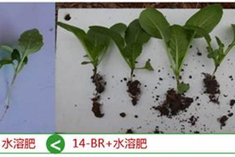 如何使菜籽麸不苦涩