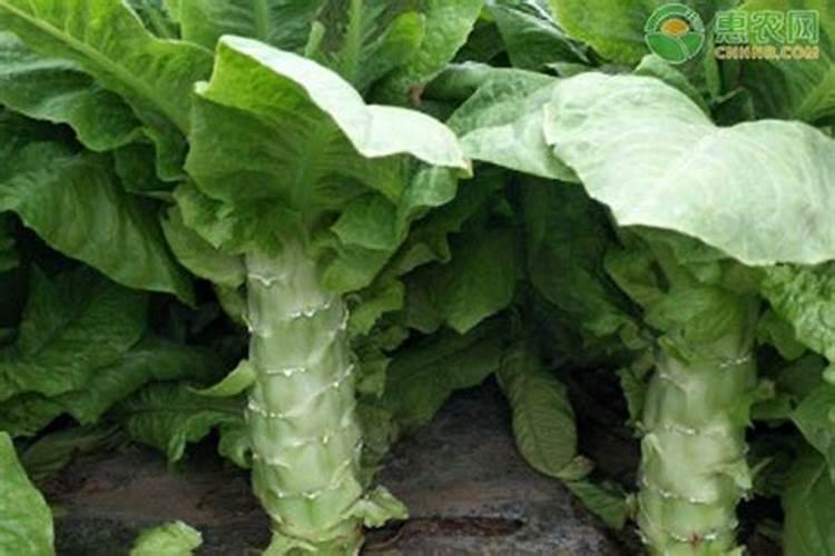 中量元素水溶肥料能和尿素一起用吗