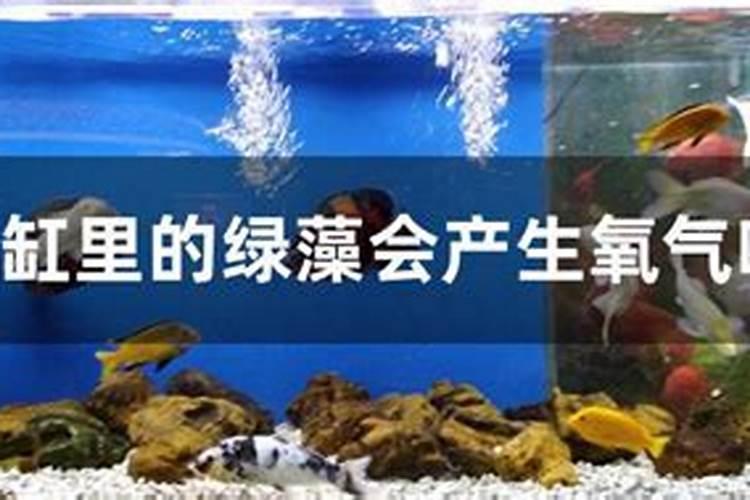 池塘水变绿咋处理