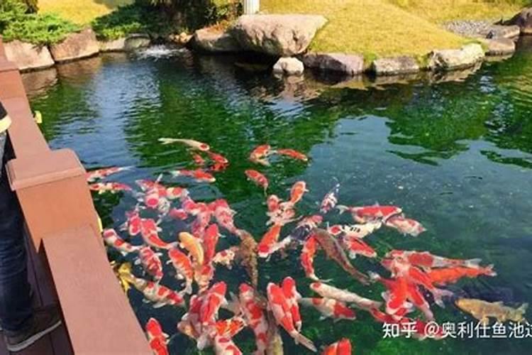 磷在水产养殖有很重要作用,那养殖户如何合理补磷呢？