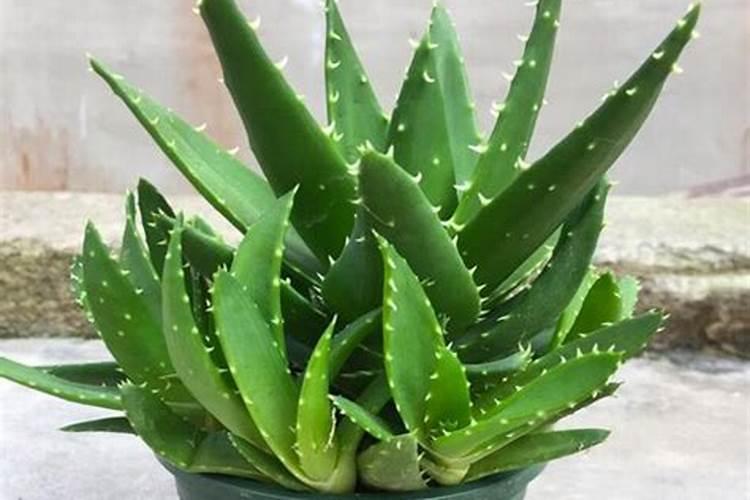芦荟怎么养 做好这六点