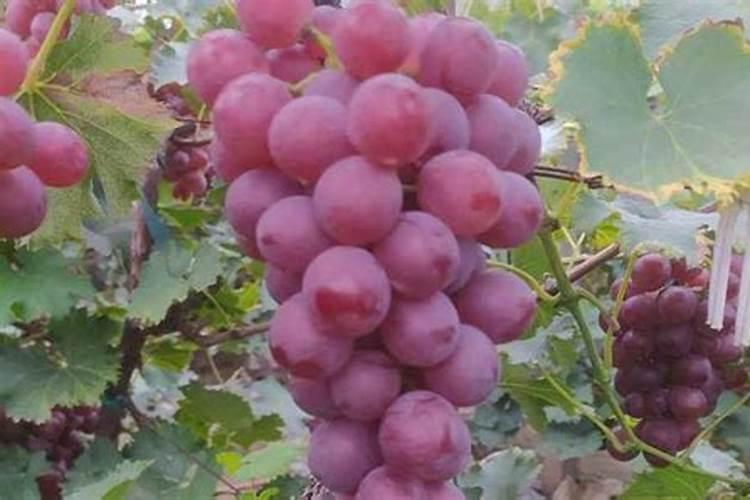 苹果施肥管理有哪些内容