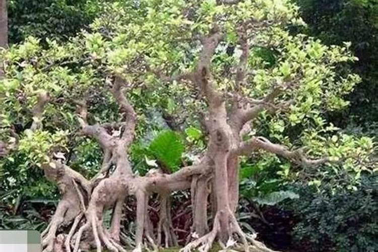 茶花黄叶子怎么回事 茶花黄叶子原因