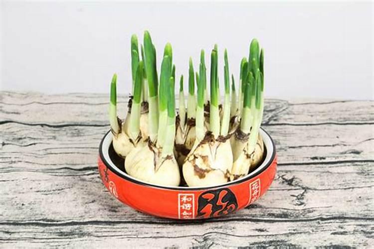 茶花黄叶子怎么回事