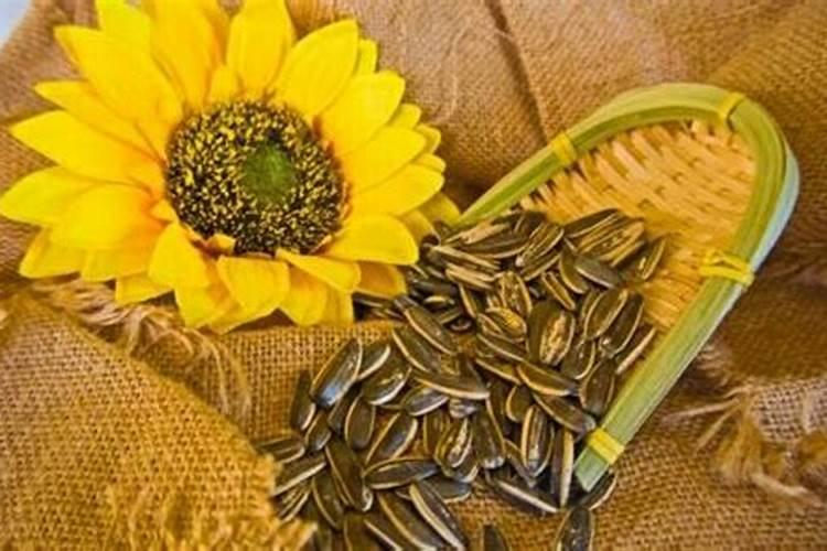 种小葵花籽的方法 播种葵花子的方法