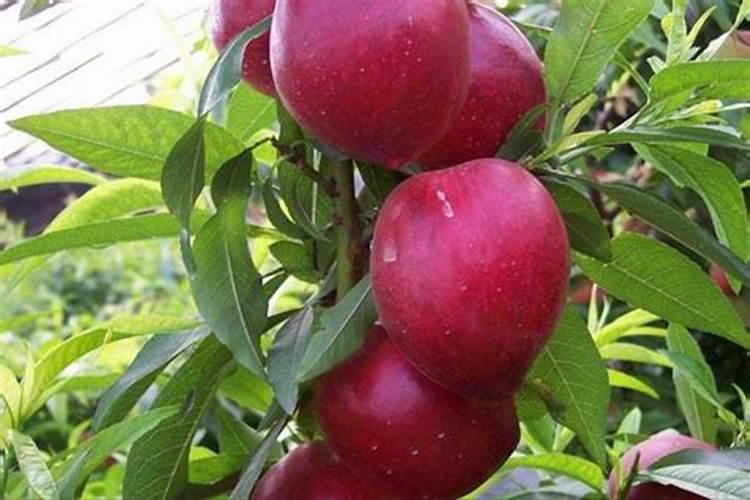 水梅花用什么肥料