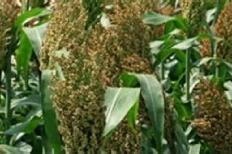 柑橘增糖退酸方法