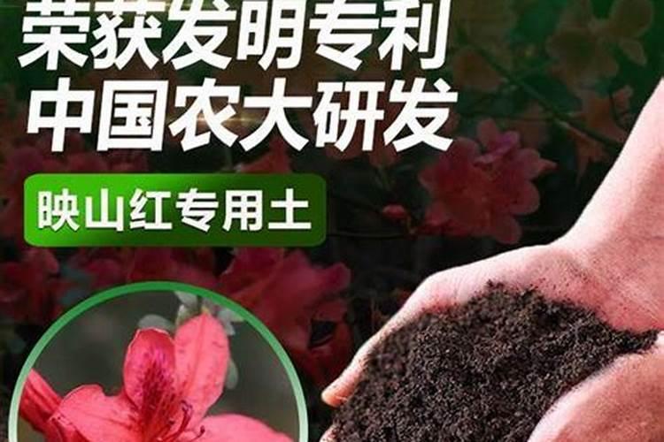 柑橘施什么肥可以增加甜度