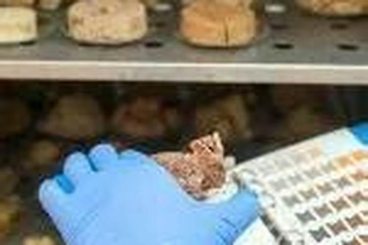 自制钙肥的方法